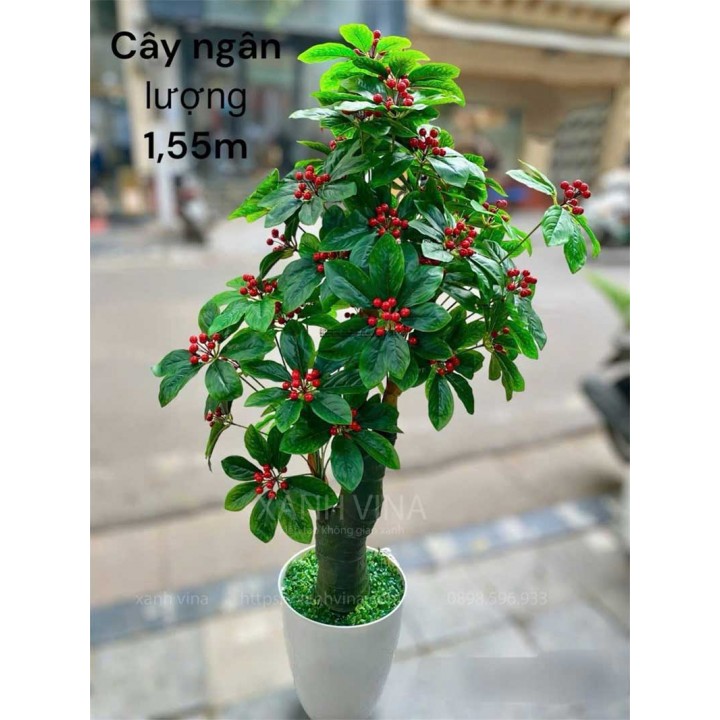 Cây kim ngân lương giả  trang trí 